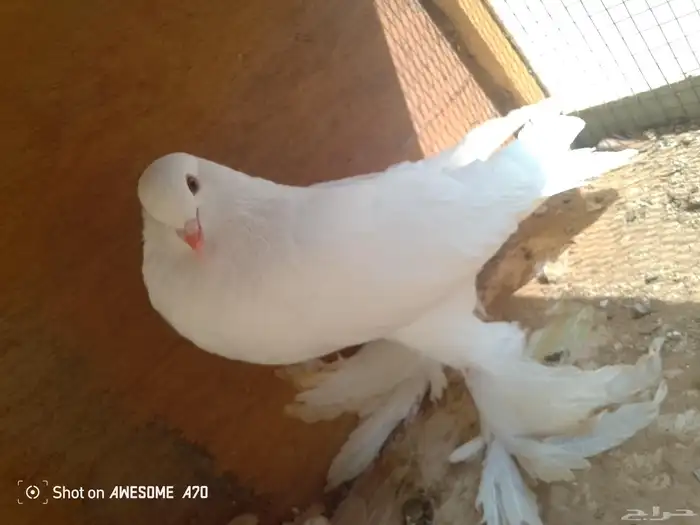 نفاخ وجاوا 0