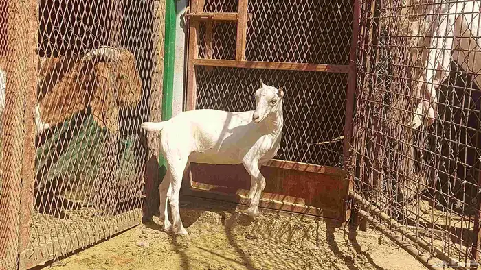 جفرة صلالية بيضاء برصاء صرا إذن صغيرة 1