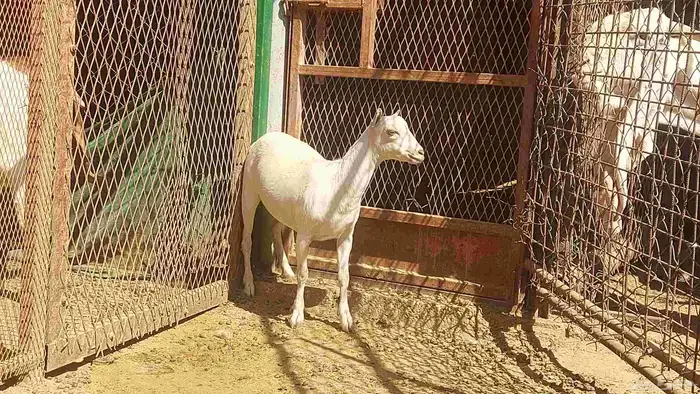 جفرة صلالية بيضاء برصاء صرا إذن صغيرة 0
