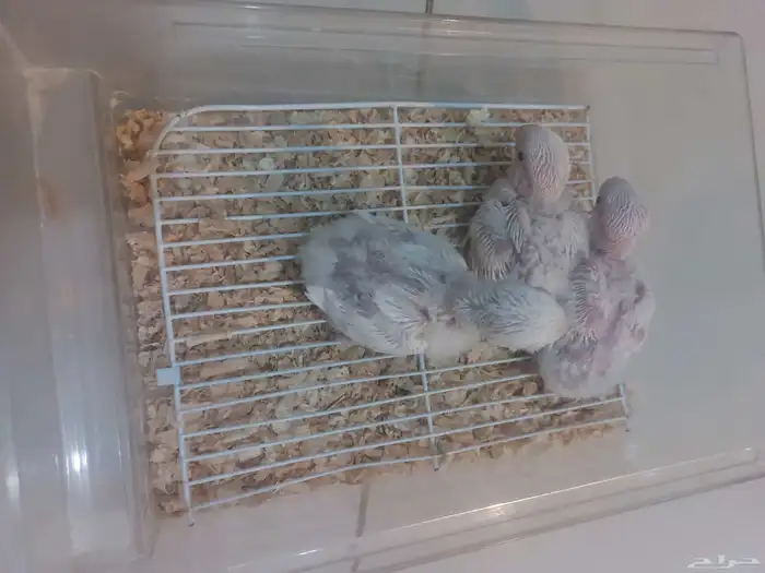 فروخ روز البينو 1