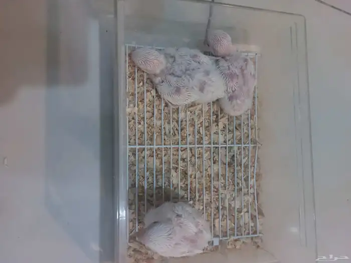 فروخ روز البينو 0