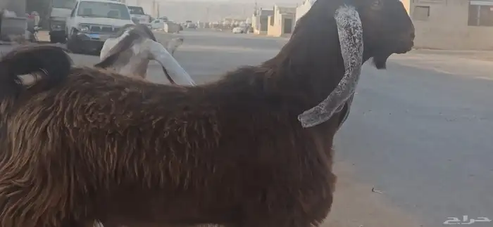 الفحل القادم تيس عارضي جذع اجم احمر نادر 3