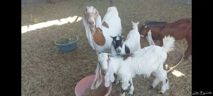 عنز متبوعة بثنين تيوس الاحساء الهفوف 0