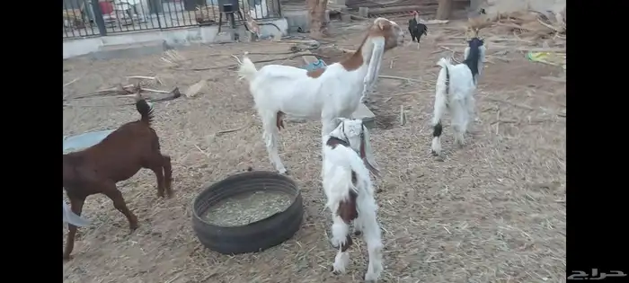 عنز متبوعة بثنين تيوس الاحساء الهفوف 5