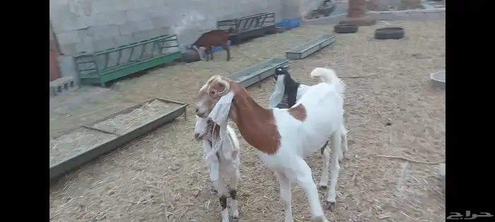 عنز متبوعة بثنين تيوس الاحساء الهفوف 9