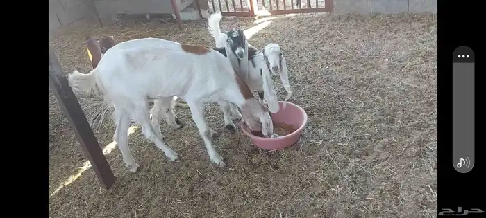 عنز متبوعة بثنين تيوس الاحساء الهفوف 7