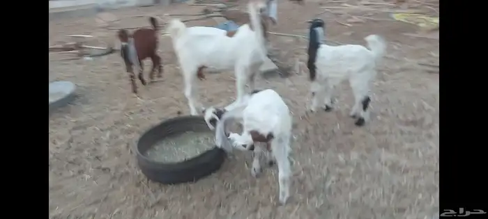 عنز متبوعة بثنين تيوس الاحساء الهفوف 4