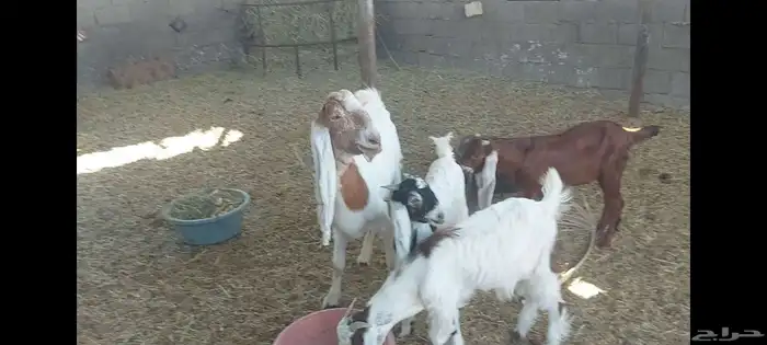 عنز متبوعة بثنين تيوس الاحساء الهفوف 8