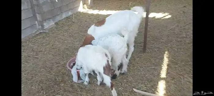 عنز متبوعة بثنين تيوس الاحساء الهفوف 2