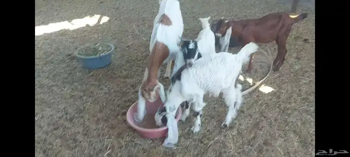 عنز متبوعة بثنين تيوس الاحساء الهفوف 1