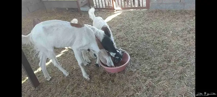 عنز متبوعة بثنين تيوس الاحساء الهفوف 6