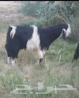 ( تيس للبيع) أغنام ماعز شاه خرفان 1
