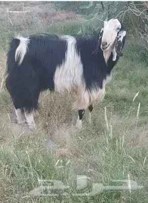 ( تيس للبيع) أغنام ماعز شاه خرفان 0