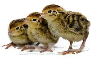 صوص سمان ياباني 2