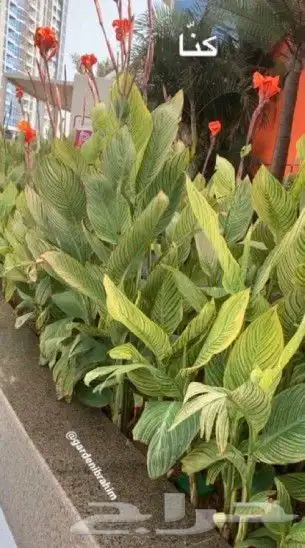 يوجد جميع انواع الاشجار والنباتات يوجد تيل طبيعي يوجد جميع 9