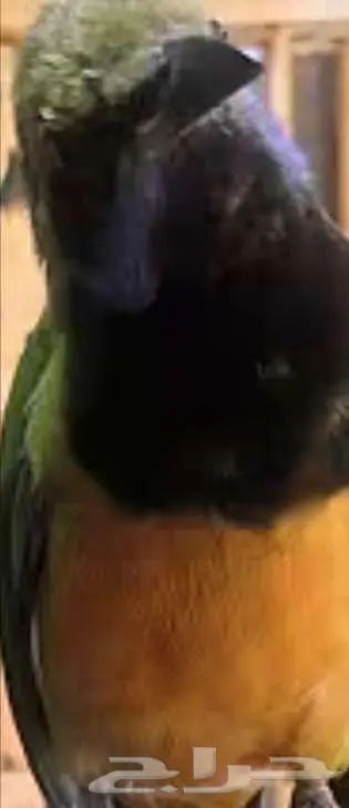 لأصحاب النوادر وهواة الطيور المغردة 3