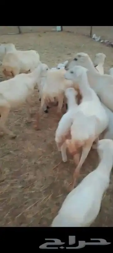 ضان مواليد العدد 35 1