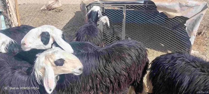 غنم ضان ومعزا بالإستراحة كامله ( في تثليث ) طريق آل قير 33