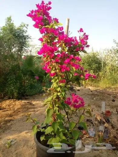 تيل طبيعي وشبكات الري 6