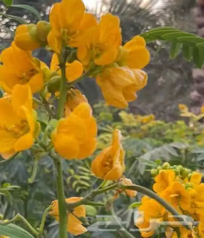 شتلات مشتل اشجار زينه 40