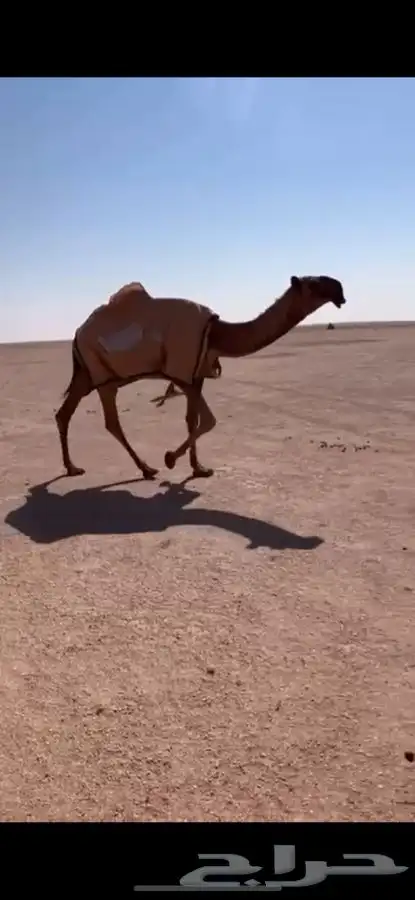 للبيع قعود اصفر حق كفو 0