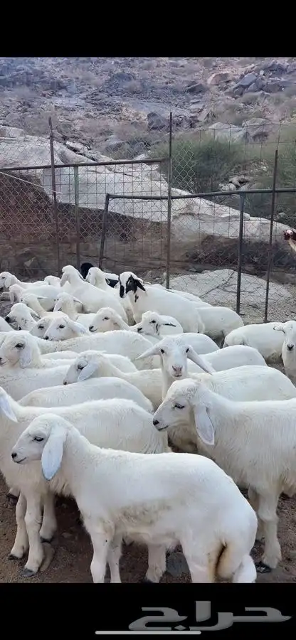 35 طليان تربيه كفو 2