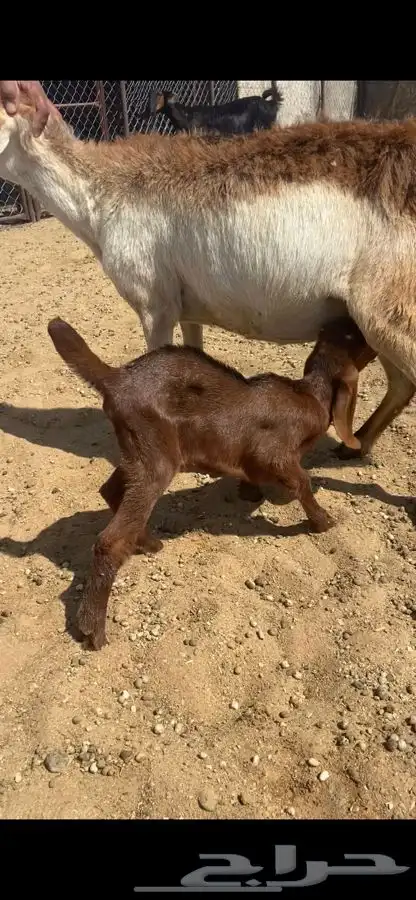 تيس يرضع من اي شي مشروط 0