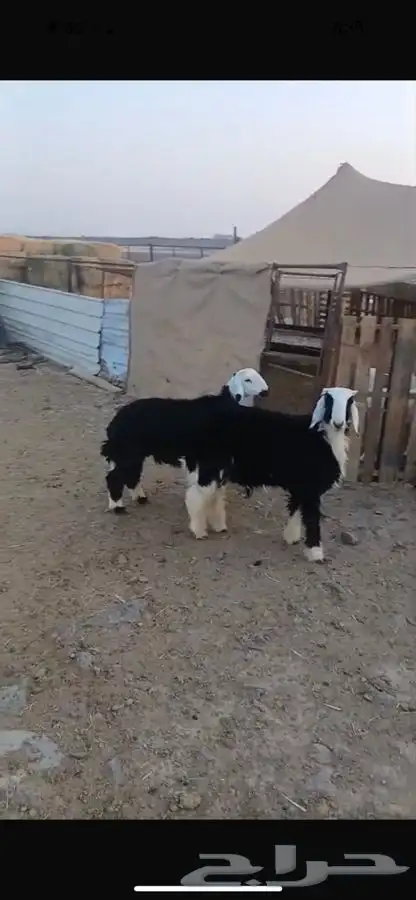 خرفان للبيع 0