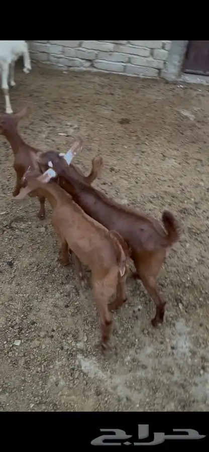 تيوس دهم صغار 3