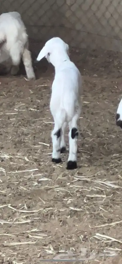 رخل (داغوره) 2