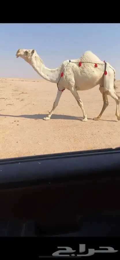 لقحات كفووو 2 1