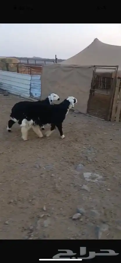 خرفان للبيع 1