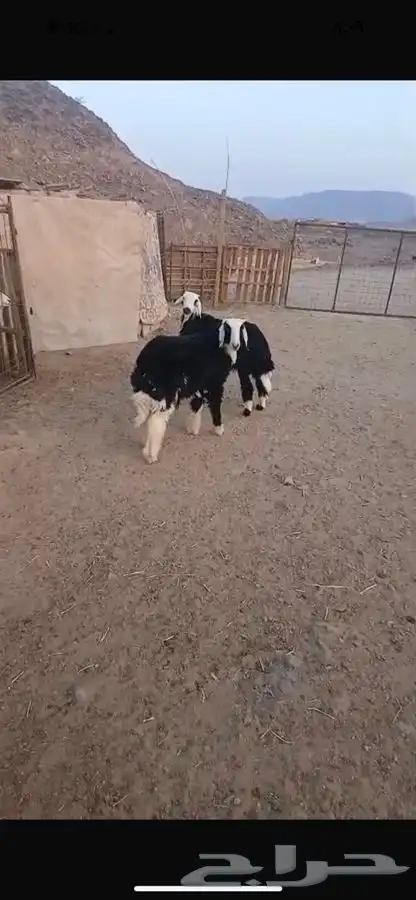 خرفان للبيع 3
