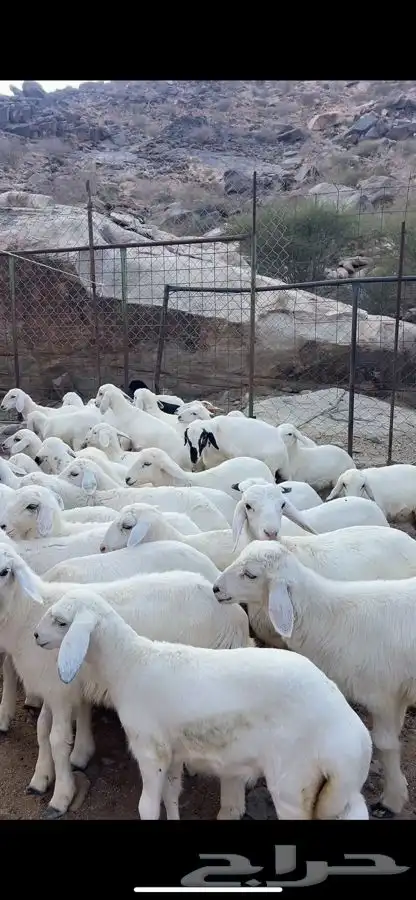 35 طليان تربيه كفو 1