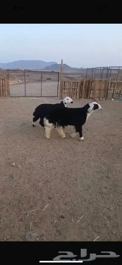 خرفان للبيع 2
