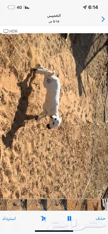 رخل (داغوره) 0