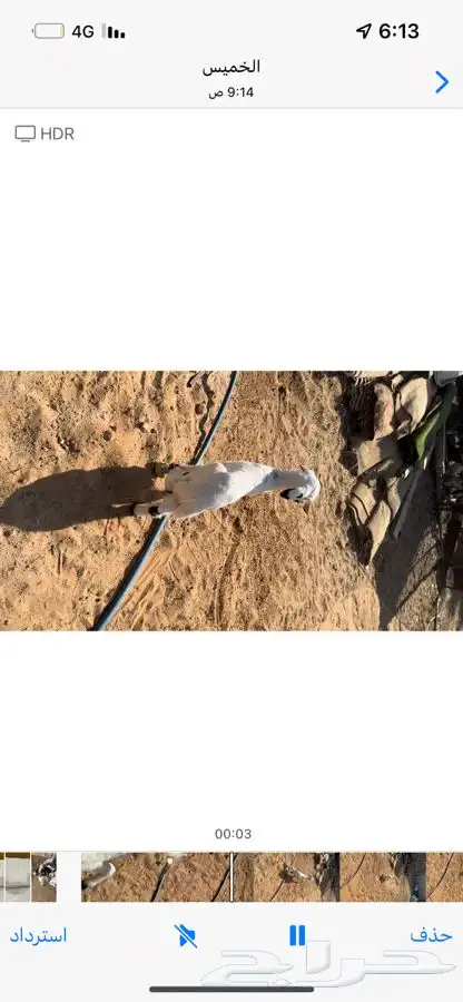 رخل (داغوره) 1