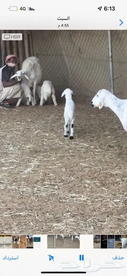 رخل (داغوره) 3