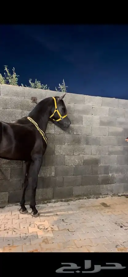 فحل واهو ادهم متاح للتشبيه 1