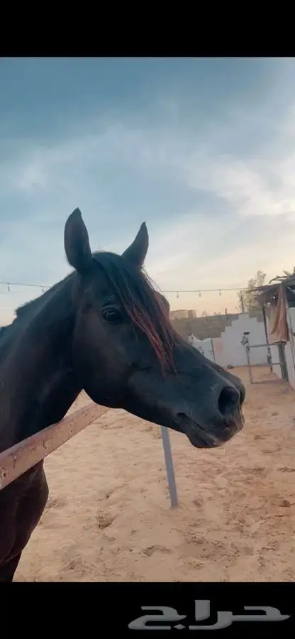 فحل واهو ادهم متاح للتشبيه 2