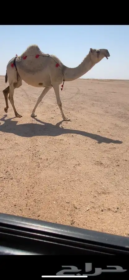 لقحات كفووو 2 0