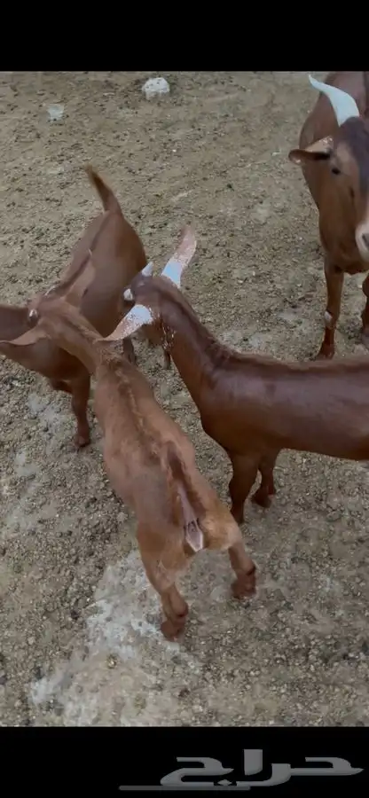 تيوس دهم صغار 4