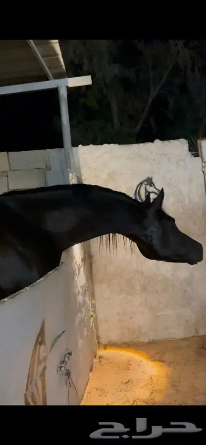 فحل واهو ادهم متاح للتشبيه 0