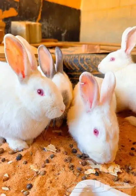 ذكور أرانب فرنسيه شرط فحول 0