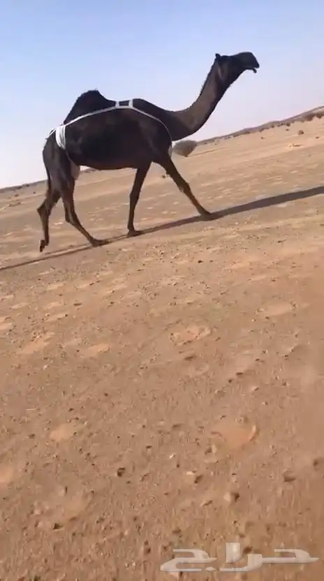 لقحه حمرا وضروبتين مجاهيم 5