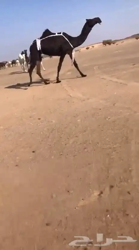 لقحه حمرا وضروبتين مجاهيم 1