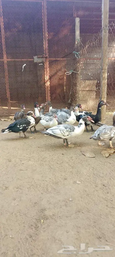 ذكور بط بلدي للبيع 0