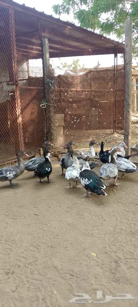 ذكور بط بلدي للبيع 3