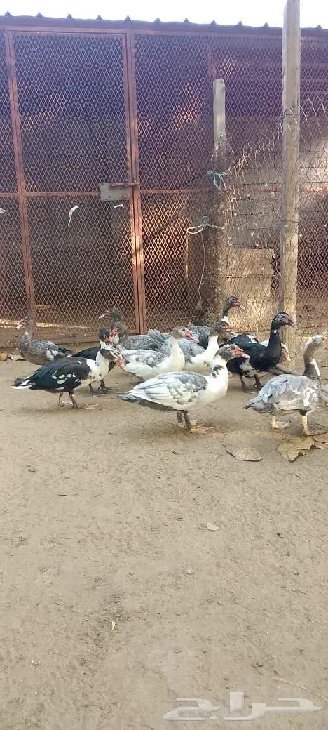 ذكور بط بلدي للبيع 2