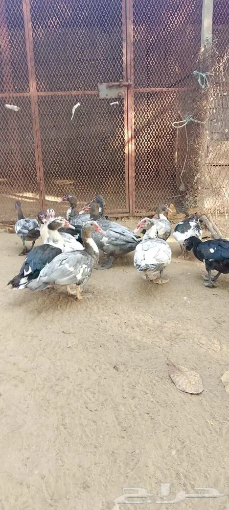 ذكور بط بلدي للبيع 1